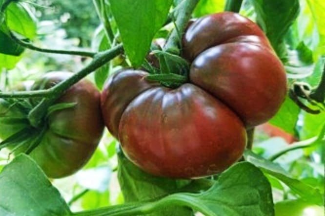 Tomate negro de Santiago