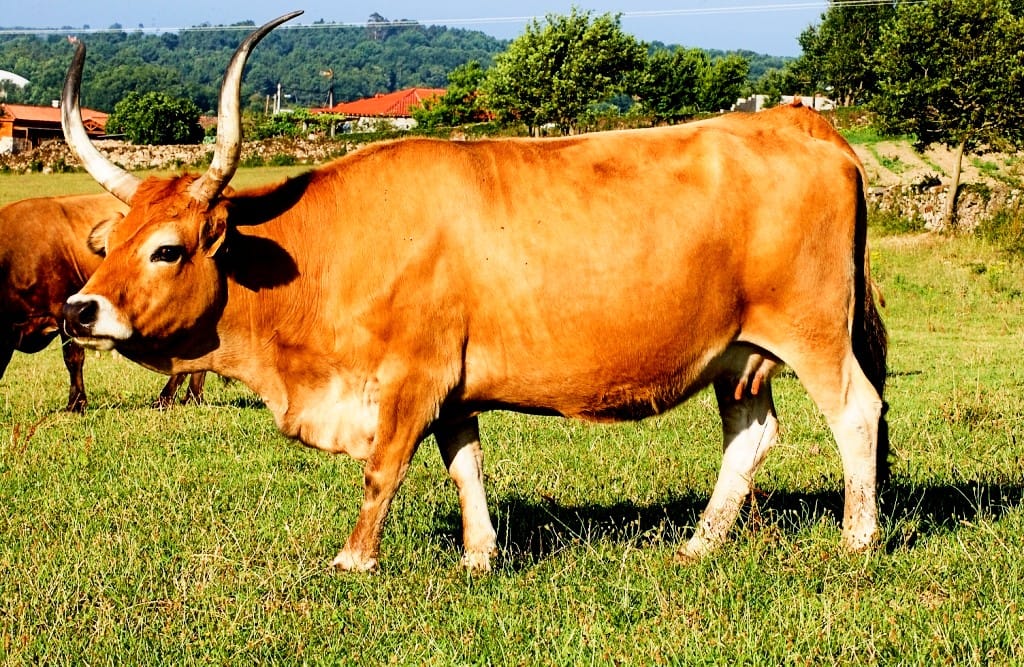 Vaca Chechena, con sus característicos cuernos largos